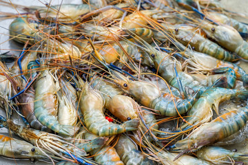 Vietnamese shrimps