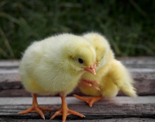 Small chicken closeup on background.