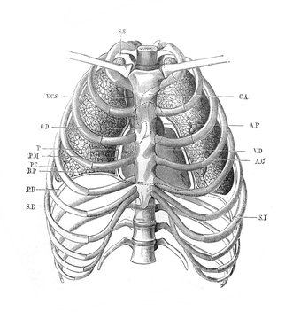 The chest with lungs in the old book The Human Body, by K. Bock, 1870, St. Petersburg