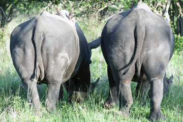 Fototapeta premium Two rhinos graze with their tails towards the camera.