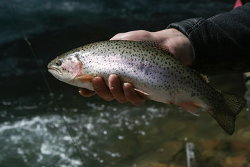 Mountain trout in the hand of a fisherman.