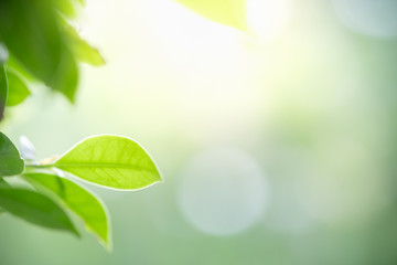 Amazing nature view of green leaf on blurred greenery background in garden and sunlight with copy space using as background natural green plants landscape, ecology, fresh wallpaper concept.