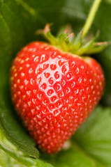 Growing red strawberry in the garden. Detail of fresh strawberry on green leaves