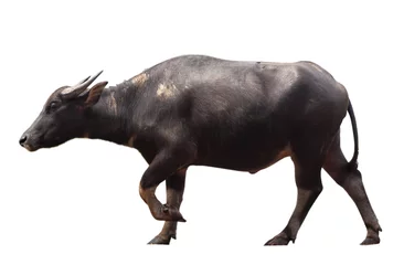 Afwasbaar Fotobehang Buffel Thaise zwarte mannelijke buffel geïsoleerde witte achtergrond