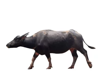 Crédence de cuisine en verre imprimé Buffle Thai Black male buffalo isolated white background 