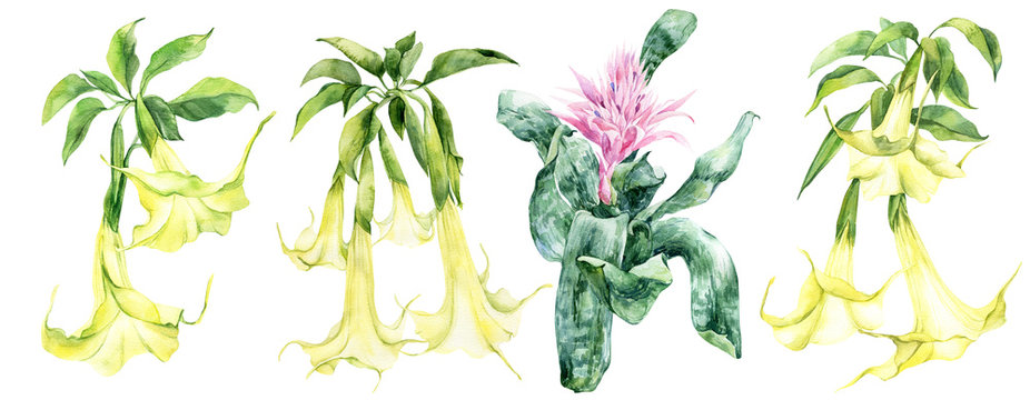 Watercolor flower, set of white yellow brugmansia with green leaves, angel's trumpets, pink aechmea flower, hand drawn illustration. Stock illustration for design, invitation, greeting cards, pattern