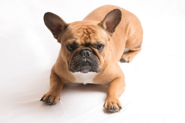 Bouledogue français brun en studio photo