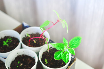 Green young plants in cups with earth on a windowsill. Growing plants at home. Spring planting.