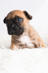 chiot bébé bouledogue français brun