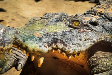 Fototapeta premium Crocodile close up