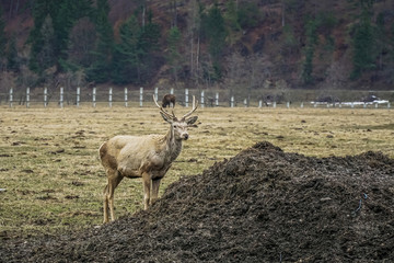 Stag
