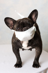 chien avec masque antivirus