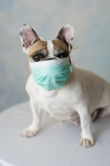 Bouledogue français avec masque anticoronavirus