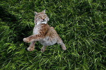 Fototapeta premium Lynx in a jump on the background of grass