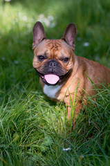 bouledogue français brun dans l'herbe