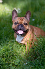 Fototapeta premium bouledogue français brun dans l'herbe