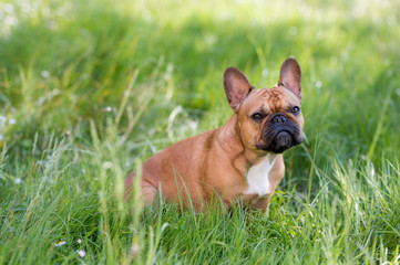 bouledogue français brun dans l'herbe