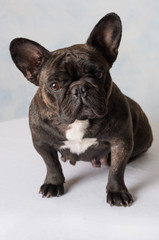 portrait bouledogue français à l'intérieur