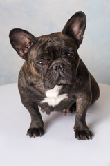 portrait bouledogue français à l'intérieur