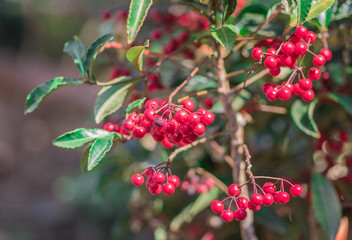Clusters of ripe red fruits of Hen's eyes, Hilo holly, Christmas berry, Australian holly, Coral ardisia (Ardisia Crenata) on tree in the organic garden
