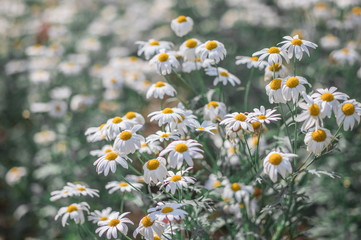 Obraz na płótnie Canvas White Daisy flowers, Oxeye daisy, Dog daisy (Leucanthemum Vulgare) are flowering in the flower fields
