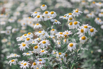 White Daisy flowers, Oxeye daisy, Dog daisy (Leucanthemum Vulgare) are flowering in the flower fields