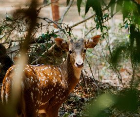 deer in the forest