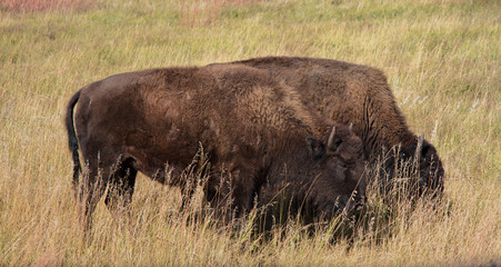 bison 