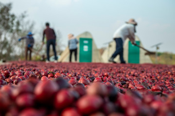 coffee beans berries drying natural process on the cement ground floor, Farmer is drying coffee beans with naturally process, asian Thailand