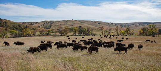 Bison in Cluster State park