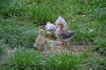 Bielefelder Küken