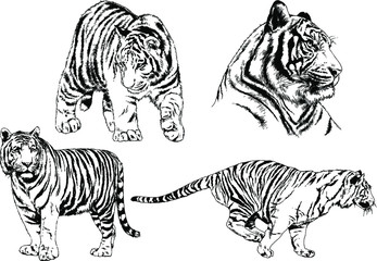 vector drawings sketches different predator , tigers lions cheetahs and leopards are drawn in ink by hand , objects with no background