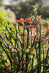 red and yellow leaves