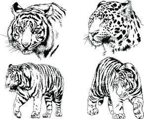 vector drawings sketches different predator , tigers lions cheetahs and leopards are drawn in ink by hand , objects with no background