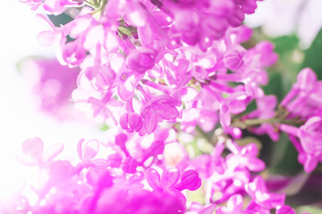 A branch of lilac. Spring lilac flowers. Close-up.