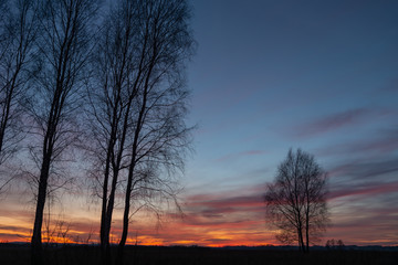 Tall trees without leaves against a sunset background