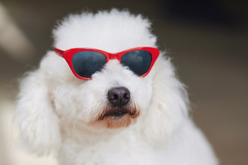 Poodle dog in red sunglasses