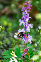 Bourdon butinant une fleur