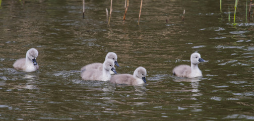 Young signets on the water - 342311128