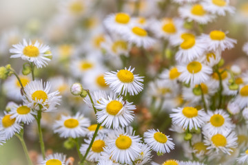 Fototapeta na wymiar White and yellow daisy flowers on a green blurred background.
