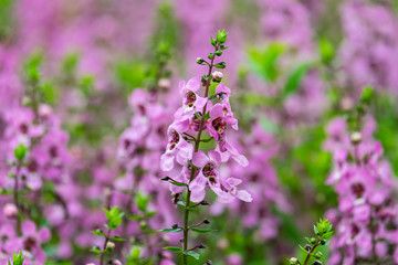 Close up beautiful Waew Sichuan, Angelonia goyazensis Benth; Thai style forget me not