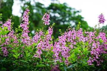 Close up beautiful Waew Sichuan, Angelonia goyazensis Benth; Thai style forget me not