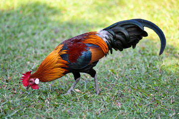 Fototapeta premium Rooster searching for food