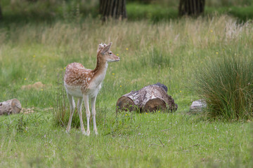 young deer in the grass - 342311777