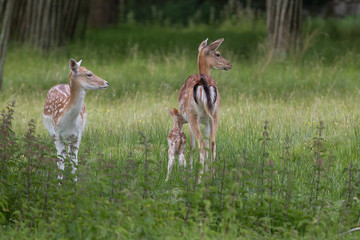 Mother and baby fallow deer - 342311927