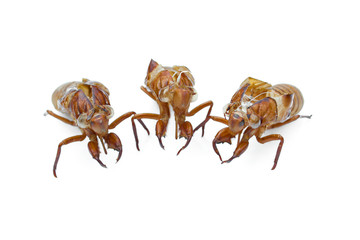 Close-up off cicada shell isolated on a white background.