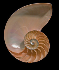 Coquillage coupé demi nautilus