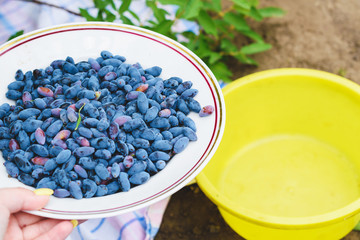 Plate with ripe honeysuckle. Honeysuckle berries. Healthy food. Blue berry. Harvesting.