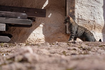 Katze auf der Burg