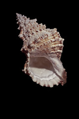 Coquillage Cormaillot sur fond noir